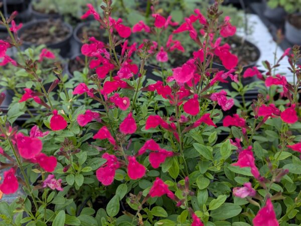 sauge pink passion en fleurs