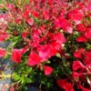 Sauge red passion