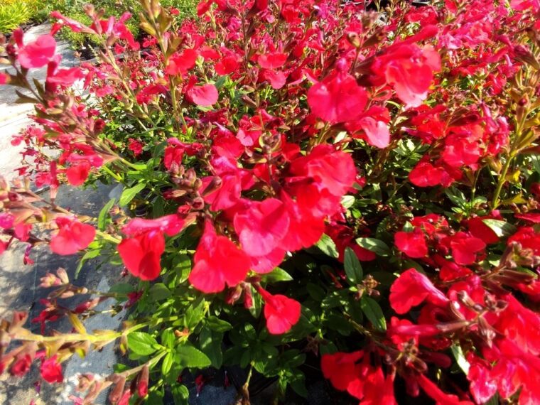 Salvia-red-passion