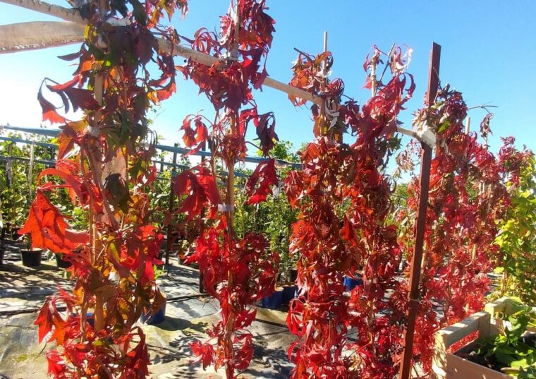 vigne-vierge-rouge