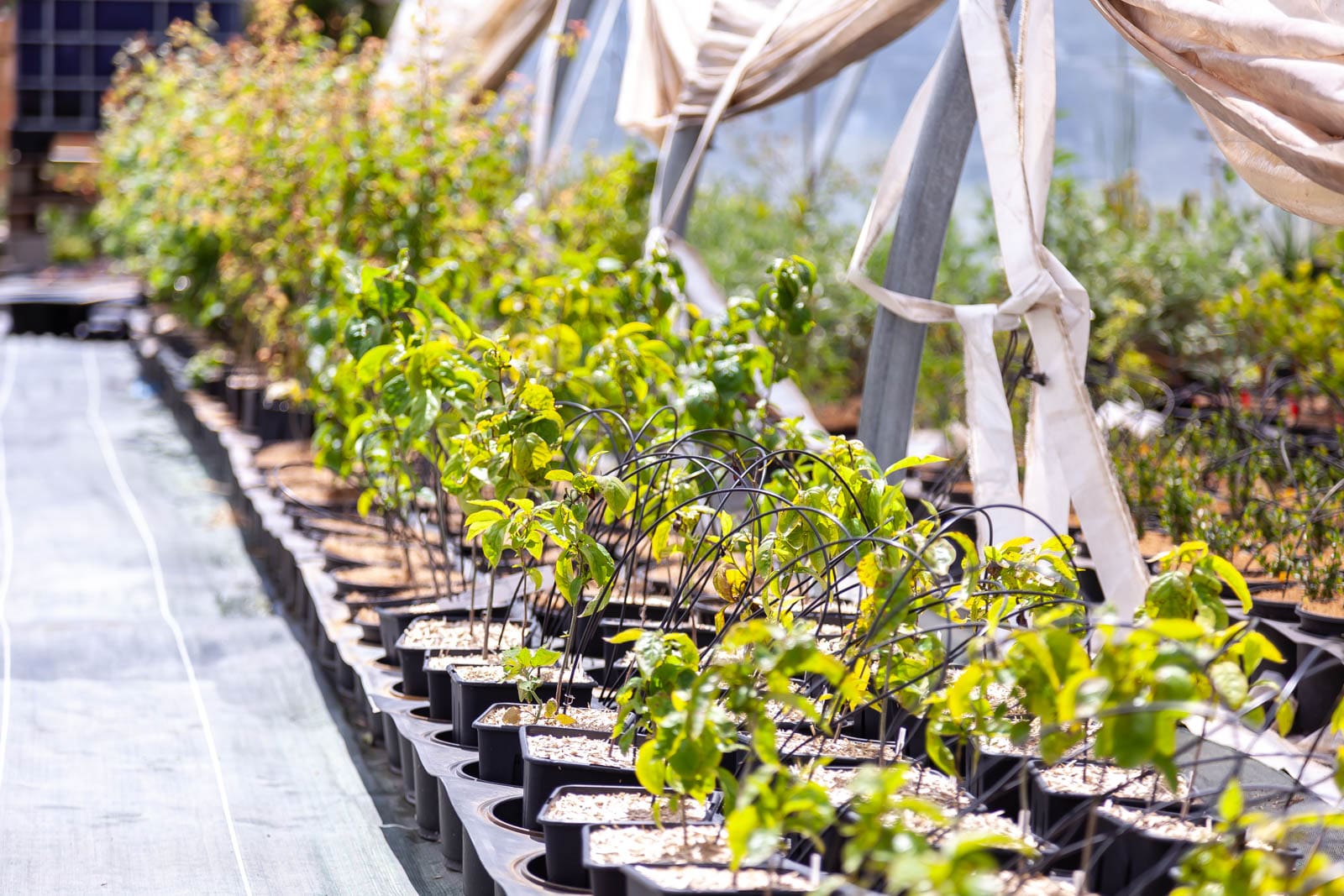 Les arrosages dans le jardin