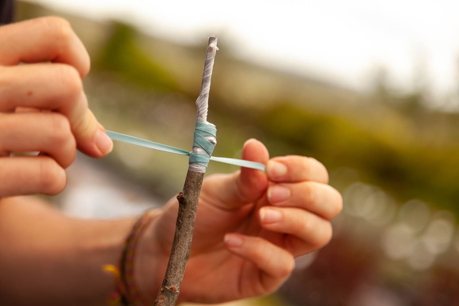 Description des porte-greffes