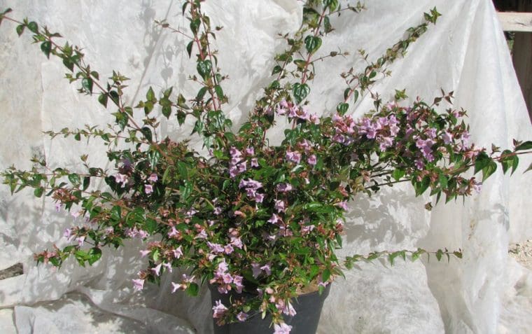 Abelia chinensis « Edward Goucher »