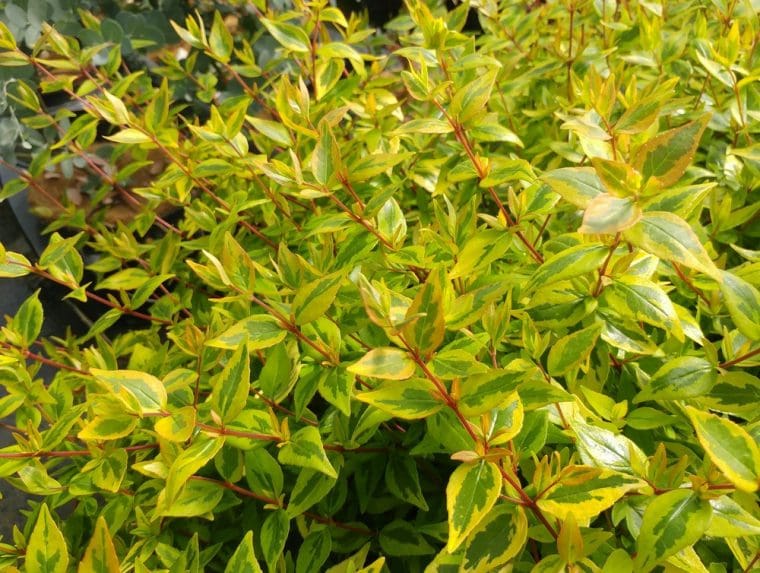 Abelia chinensis « Kaleidoscope »