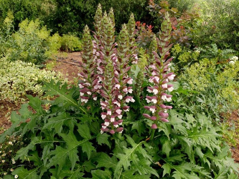 Acanthe « White Lips », Acanthus hungaricus « White Lips »