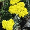 achillea clypeolata moonshine