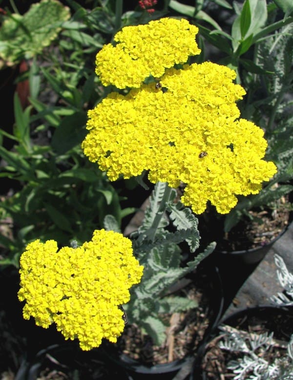 achillea clypeolata moonshine