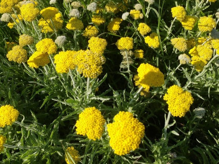 Achillea coarctata