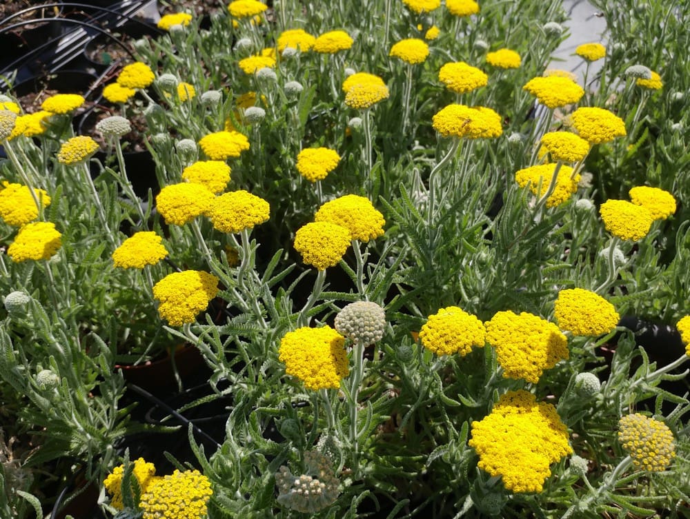 Achillea coarctata