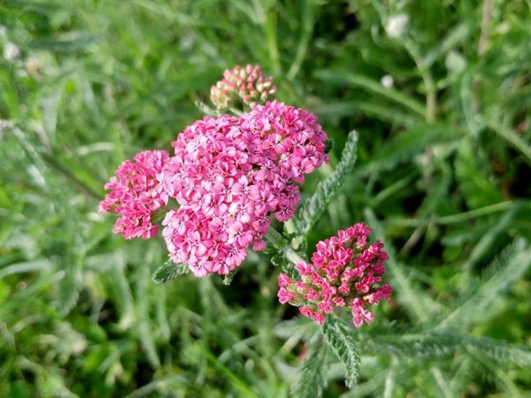 Achillea millefolium « Rose Fuchsia »