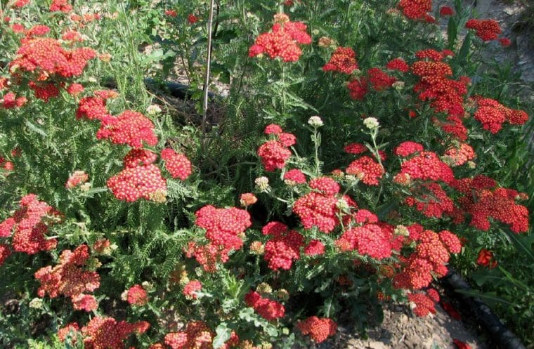 Achillea millefolium rouge