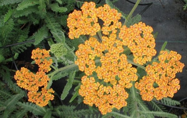 Achillea résistant au froid