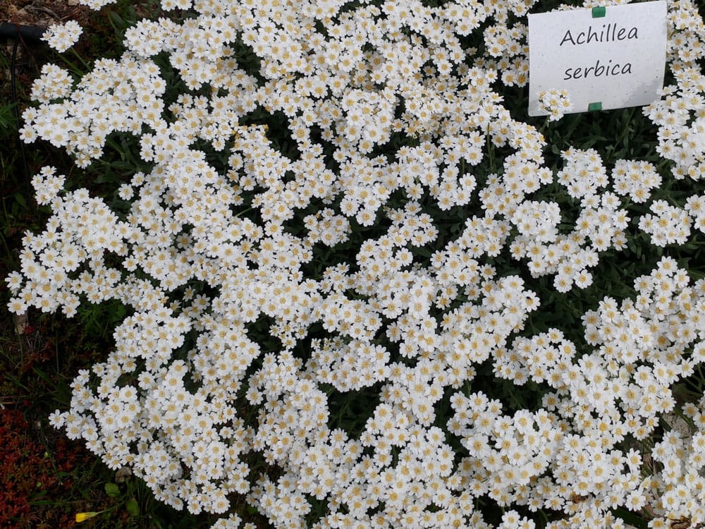 achillea-serbica