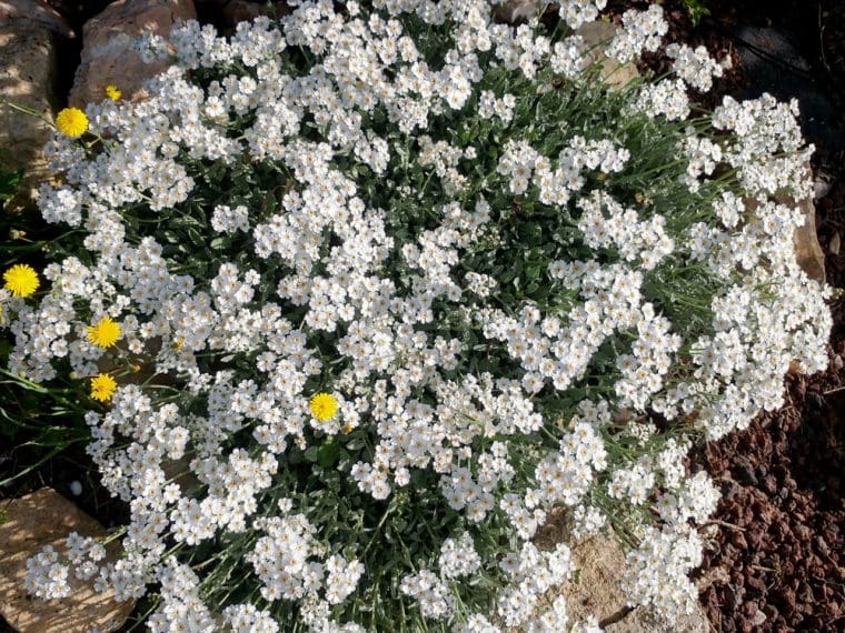 Achillea umbellata