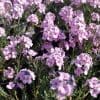 aethionema grandiflorum, couvresol jardin sec