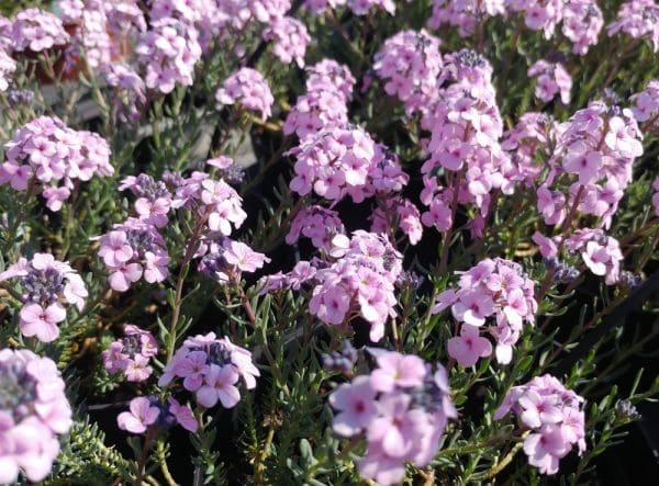 aethionema grandiflorum, couvresol jardin sec