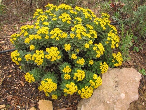 Ajania pacifica