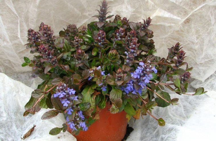 Ajuga reptans