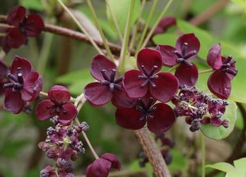Akebia quinata, Vigne chocolat