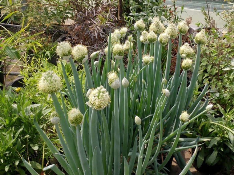 Allium fistulosum, Oignon à couper vivace