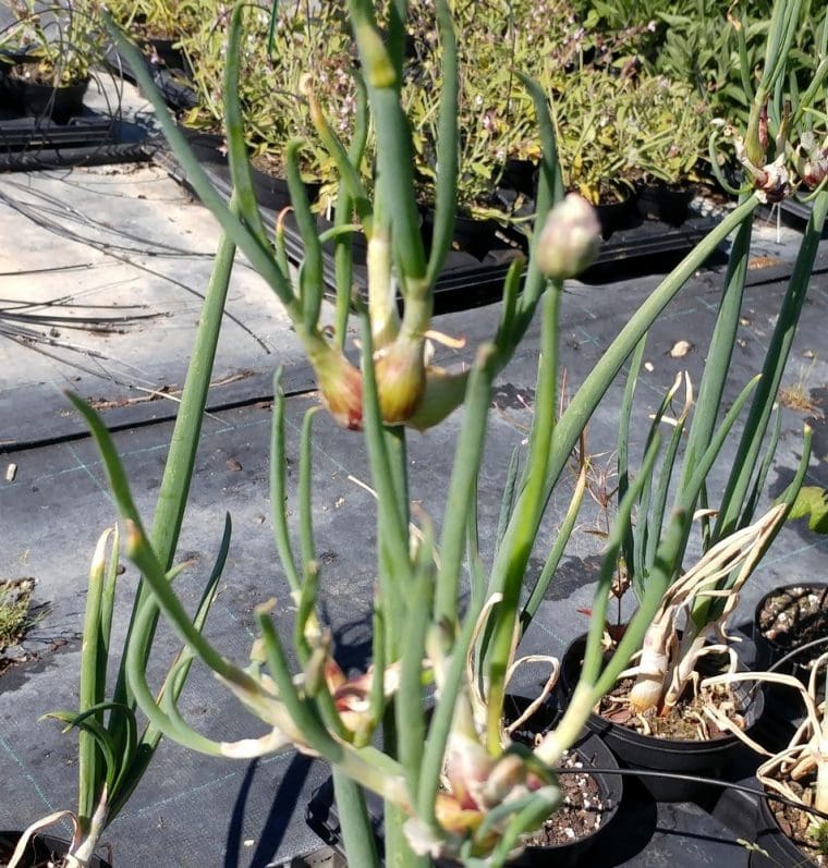 Allium rocambole, Oignon perpetuel