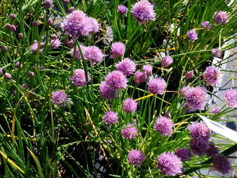 Allium schoenoprasum « Polyvit » , Ciboulette à grosses feuilles