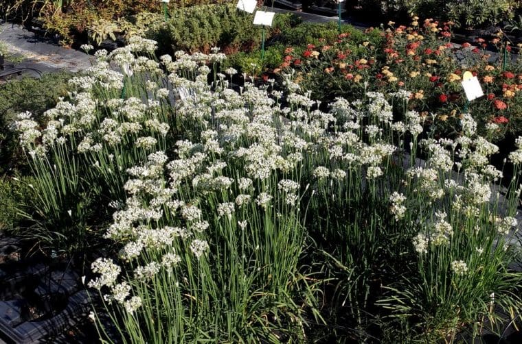 Allium tuberosum, Ciboule de Chine