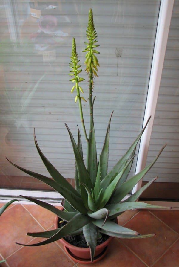 Vente d'Aloe vera, Aloe vraie, Aloes des Barbades - Pépinières Quissac