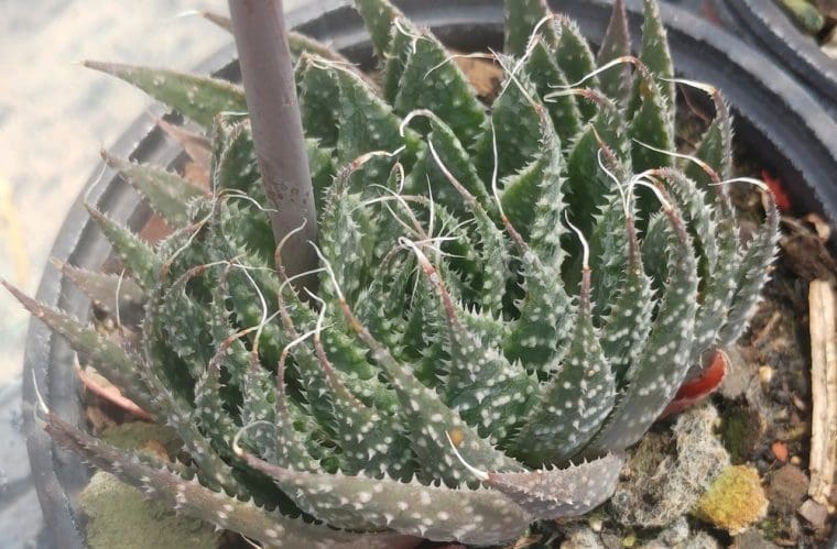 Aloes aristata, Aloe rustique