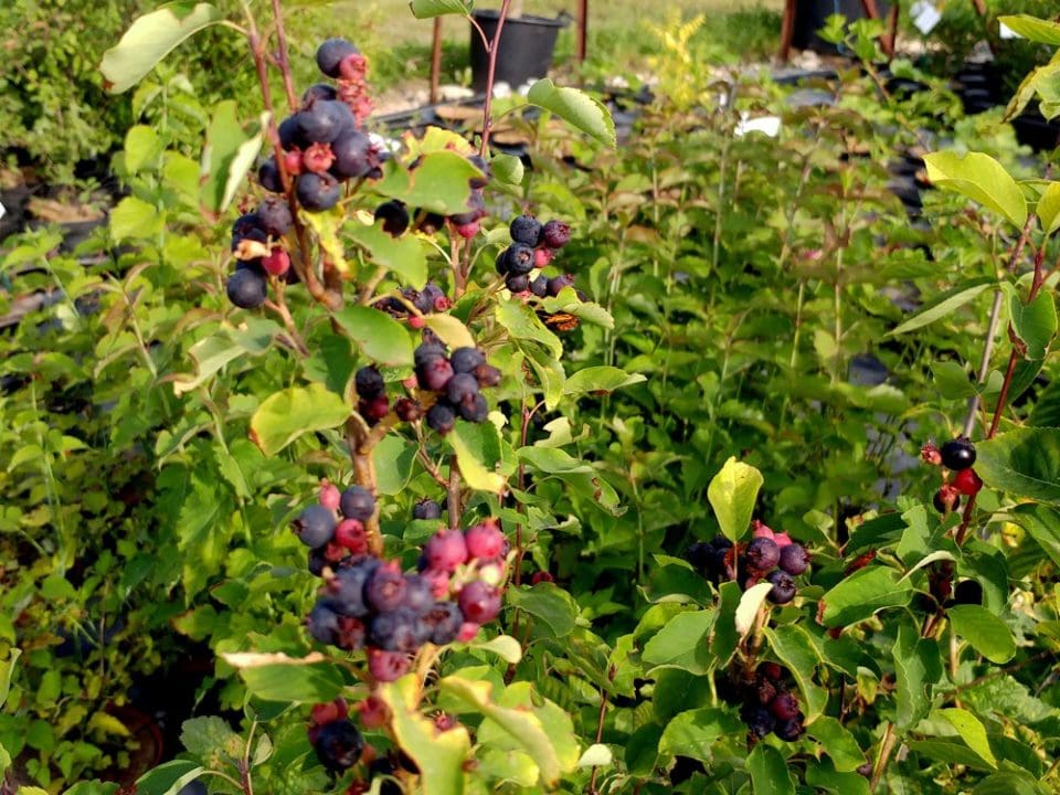 Vente d'Amelanchier Martin, à gros fruits sucrés