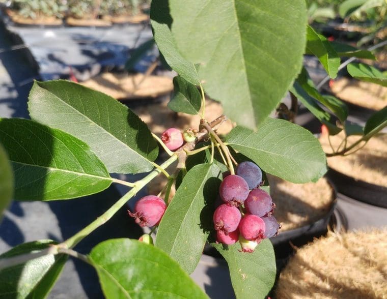 Amelanchier alnifolia « Sleyt », Myrtille en arbre