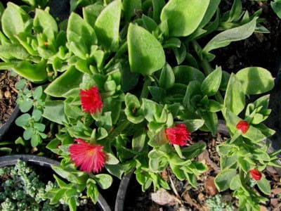 aptenia cordifolia