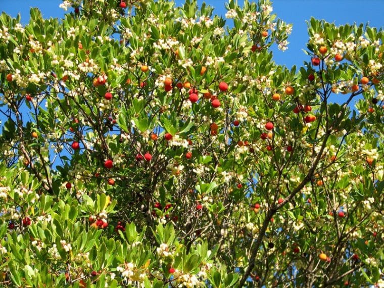 Arbousier commun, Arbutus unedo