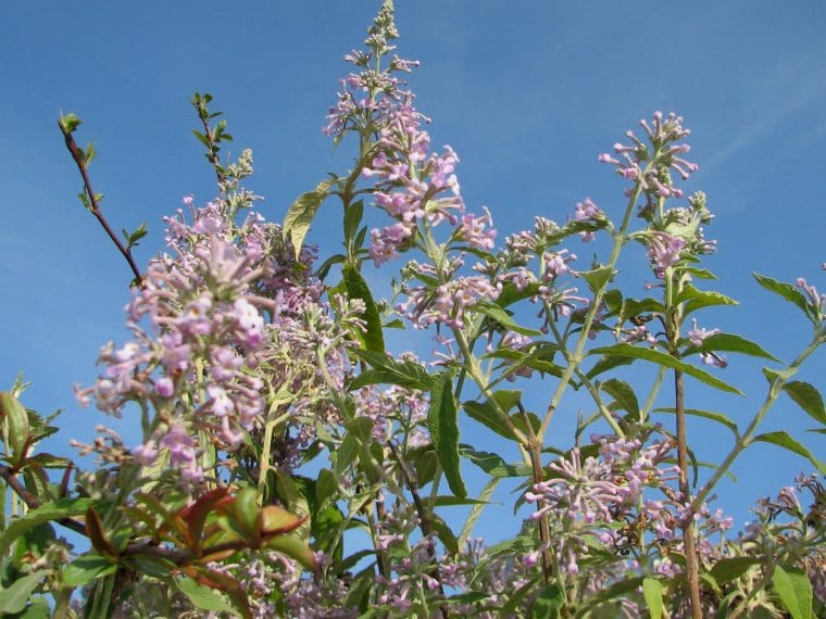 Arbre aux papillons officinale, Buddleja officinalis