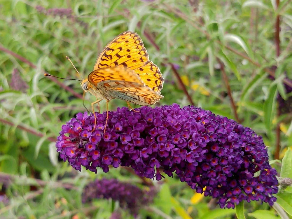 Arbre aux papillons « Royal Red », Buddleja davidii « Royal Red »
