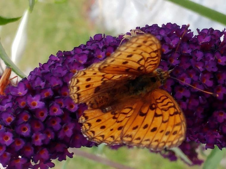 Arbre aux papillons « Royal Red », Buddleja davidii « Royal Red »