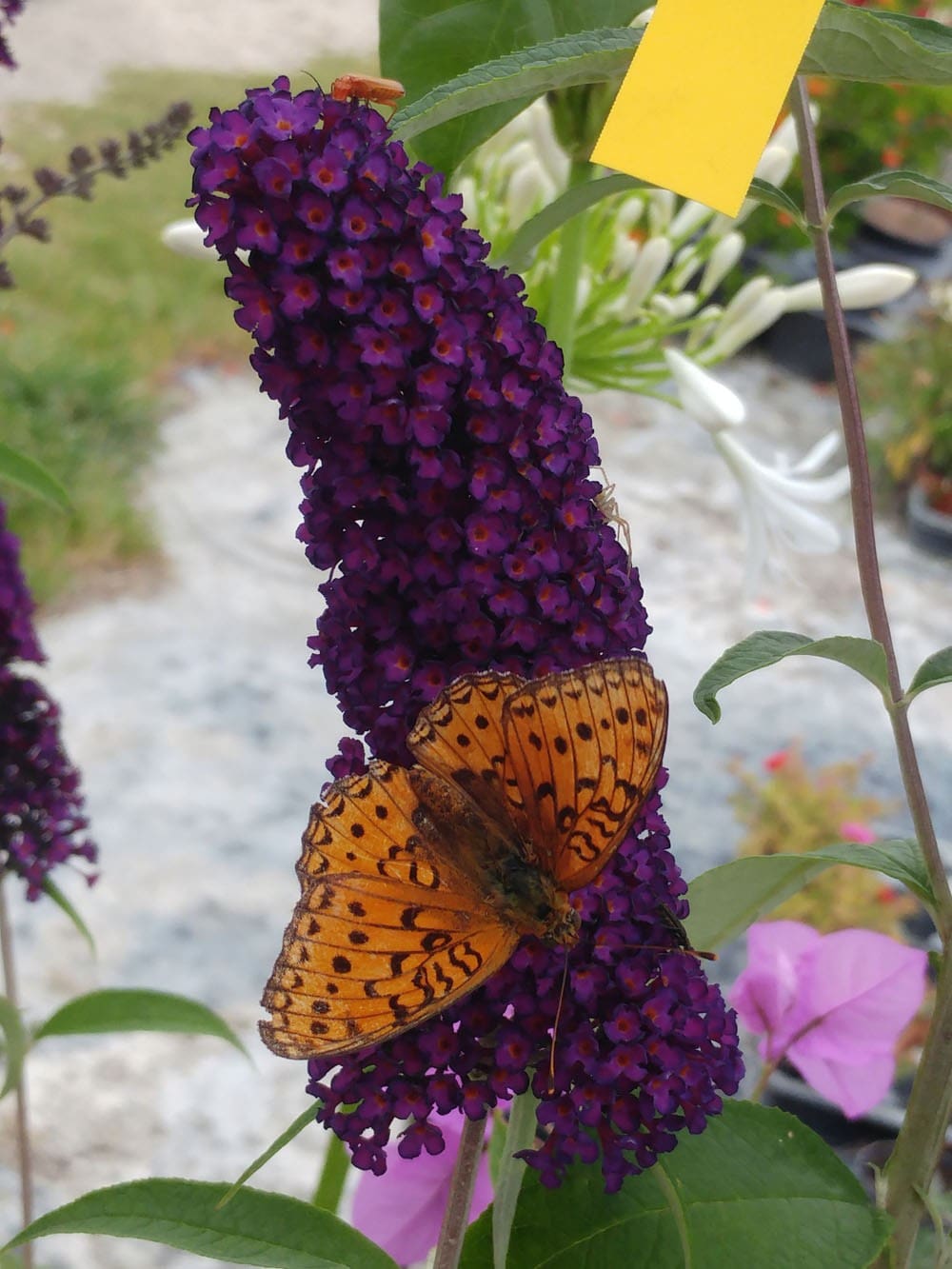 Arbre aux papillons « Royal Red », Buddleja davidii « Royal Red »
