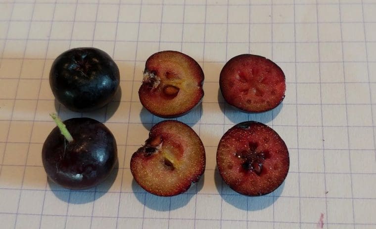 Aronia mitschurinii « Amit », Aronie à gros fruits