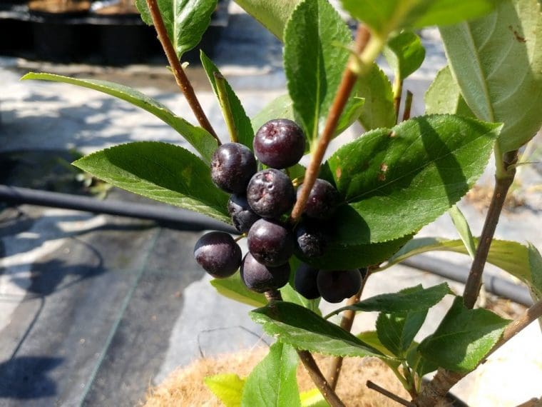 Aronia mitschurinii « Amit », Aronie à gros fruits
