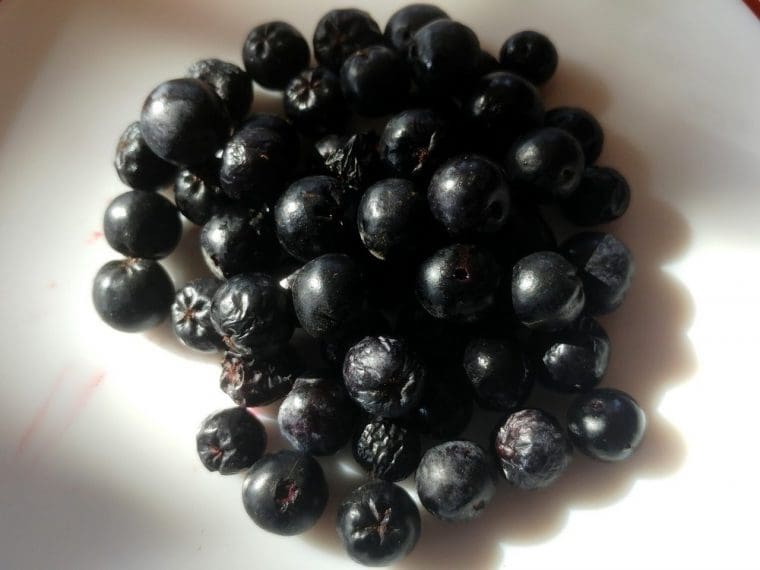 Aronia x  prunifolia « Viking »