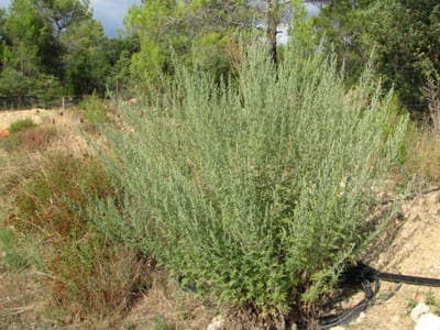 10 graines Lanyana Artemisia afra Absinthe africaine