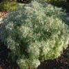 Artemisia arborescens
