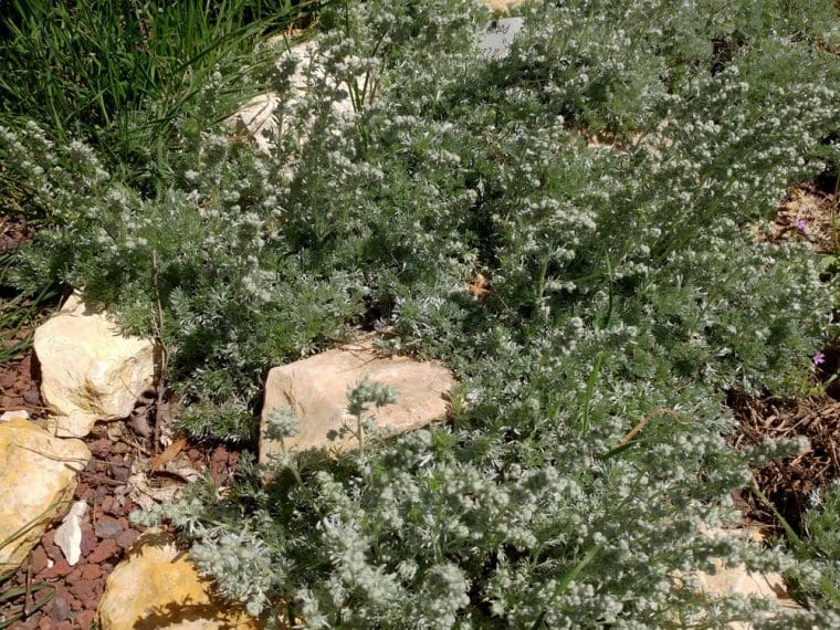 Artemisia lanata, Armoise laineux