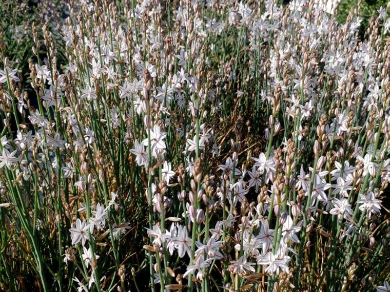 Asphodelus fistulosus