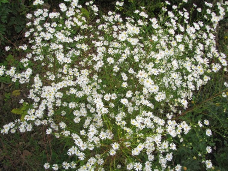 Aster ericoides prostratus « Snow Flury »
