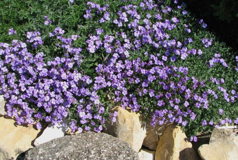 Aubrietia  « Bleu »