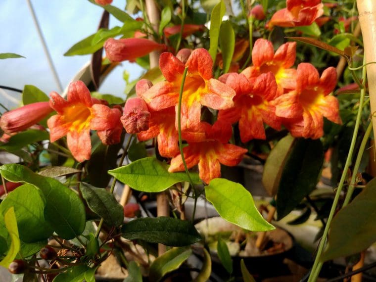Bignone capreolata atropurpurea