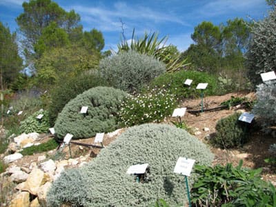 Conseils de plantation