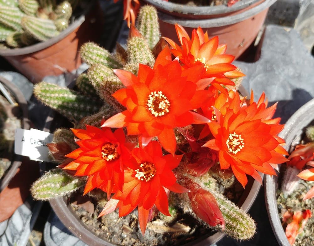 Cactus Queue de Rat, Echinopsis chamaecereus Pépinières Quissac