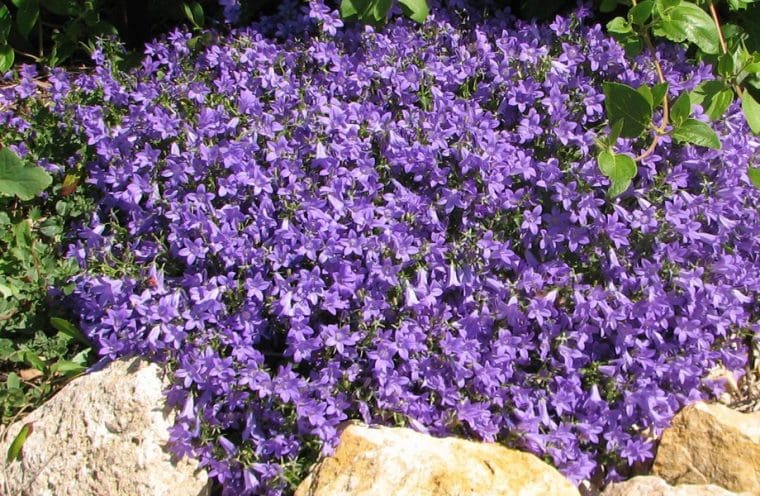 Campanula muralis